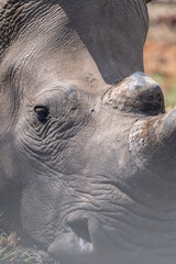 Close up of a rhino © Dylan