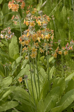 Close-up of Primula bulleyana candelabra primula with tiered pink flowers and yellow centers growing in a green garden setting