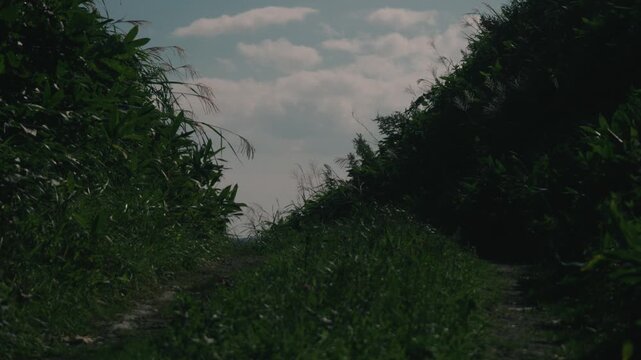 A rutted road climbing through a cut slope lined with bamboo grass
