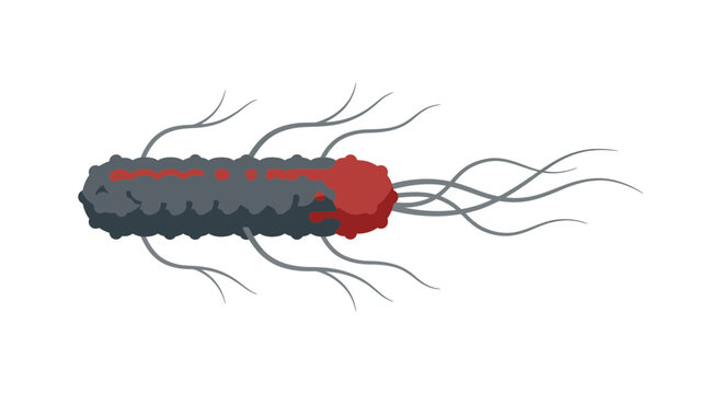 Rod shaped bacterium with flagella isolated on transparent background scientific illustration