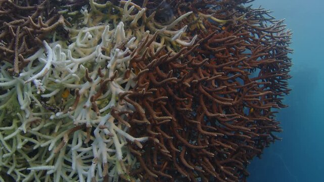 Partially bleached Acropora coral (Acropora Muricata) of the West Papua region in Indonesia