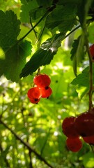 closeup of redcurrant berries and leaves in sunshine and shade © MartiAn