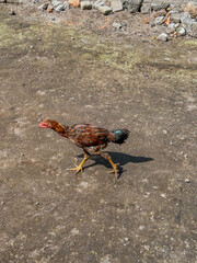 rooster in the farm © SonyaMarv
