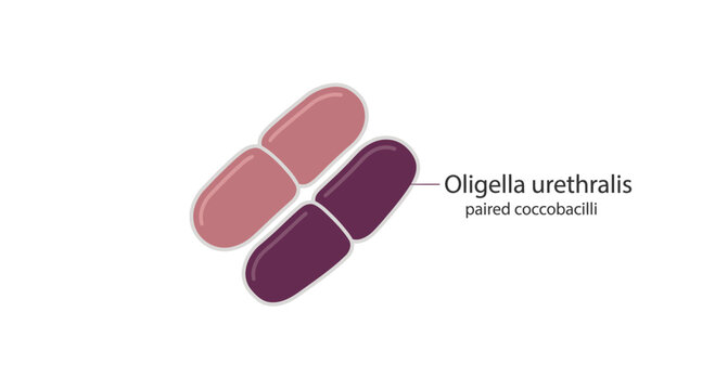 Oligella urethralis paired coccobacilli bacteria illustration medical science microbiology isolated on transparent background