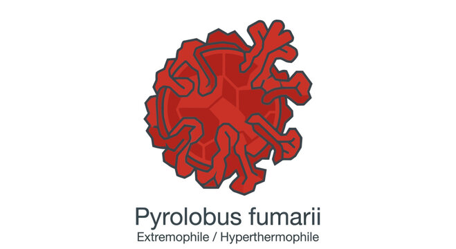 Pyrolubus fumarii extremophile microbe illustration isolated red microorganism with spiky protrusions science and biology concept