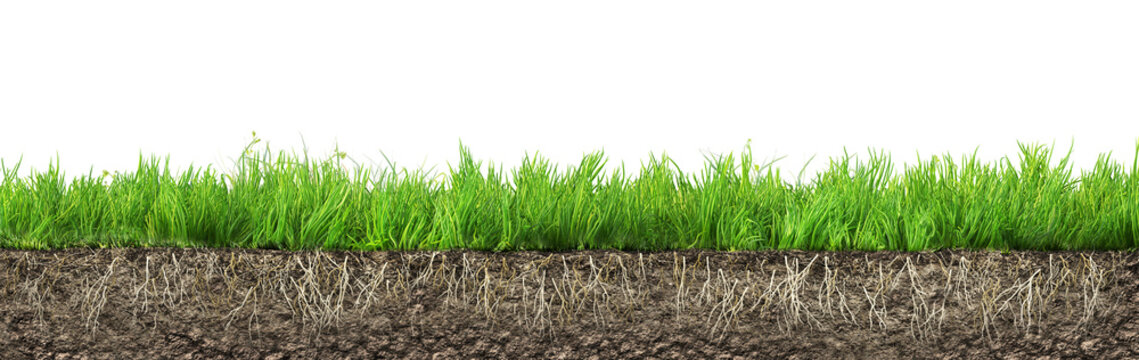 Green grass strip with cross section soil and roots on transparent background.