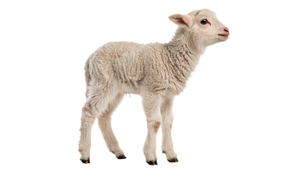 Small young white domestic sheep lamb standing isolated on transparent background © Oliver