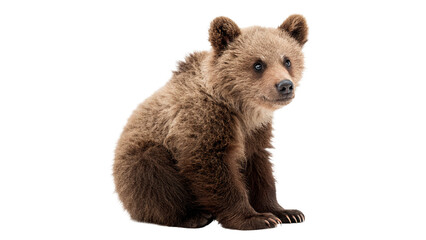 Small young brown grizzly bear cub sitting wildlife isolated on transparent background © Oliver