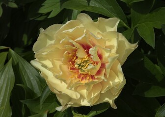 Beautiful peony (Paeonia) blooming in a garden © Rita Puteikytė