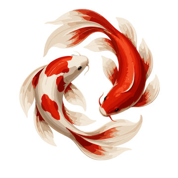 Elegant Red White Koi Fish Circle Graceful Motion