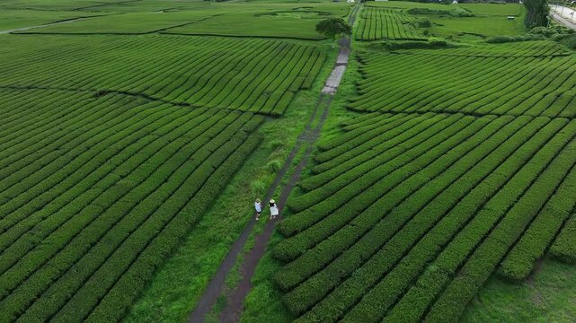 People walking through green tea plantation aerial view, South Korea