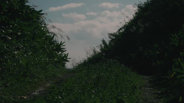A rutted road climbing through a cut slope lined with bamboo grass
