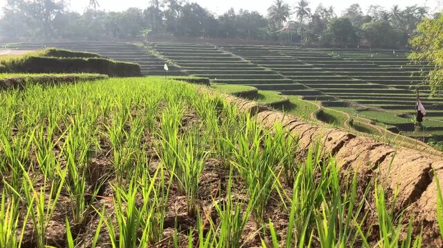 Low angle video of young green rice plants surviving in severely dry, cracked soil on a terraced field, with a farmer walking in the background. Ideal for drought and climate change concepts.