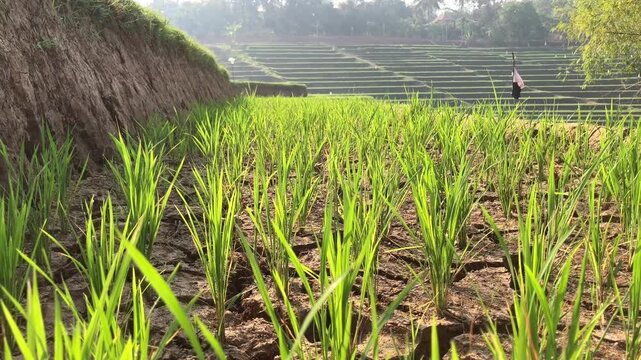 Low angle video of young green rice plants surviving in severely dry, cracked soil on a terraced field, with a farmer walking in the background. Ideal for drought and climate change concepts.
