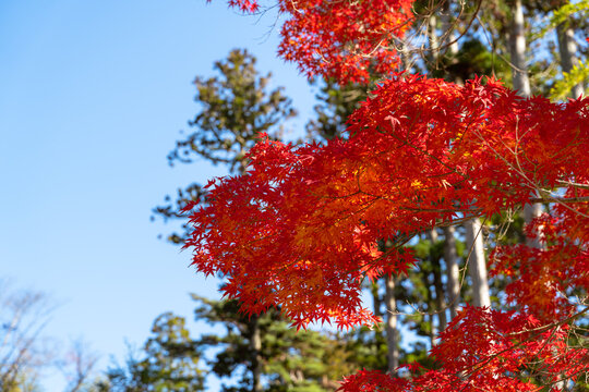Beautiful autumn maple tree leaves with orange and red foliage against blue sky.