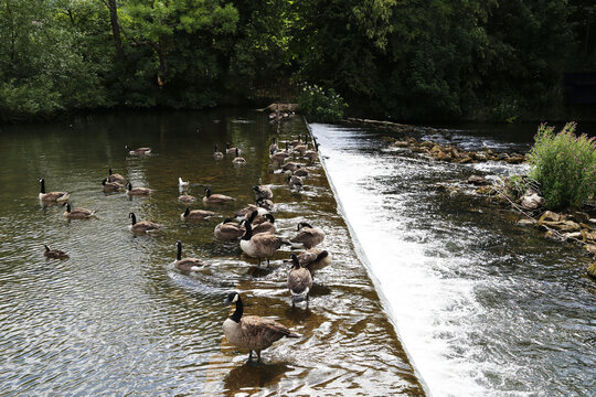 Canada Geese lined up at the small weir on the River Wye at Bakewell in the Derbyshire Peak District of England, UK.