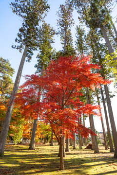 Beautiful autumn maple tree leaves with orange and red foliage against blue sky.