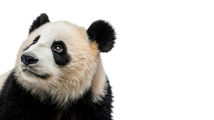 Cute small giant panda bear animal sitting isolated on transparent background © Oliver
