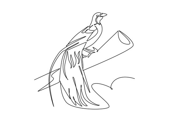 Continuous one line drawing tropical bird of paradise perched high on a diagonal branch, showcasing long ornamental tail feathers, elegant posture. Single line draw design vector graphic illustration