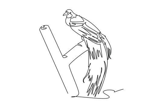 Continuous one line drawing bird of paradise perched on tree branch. Its magnificent long tail feathers and delicate profile in tropical rainforest. Single line draw design vector graphic illustration