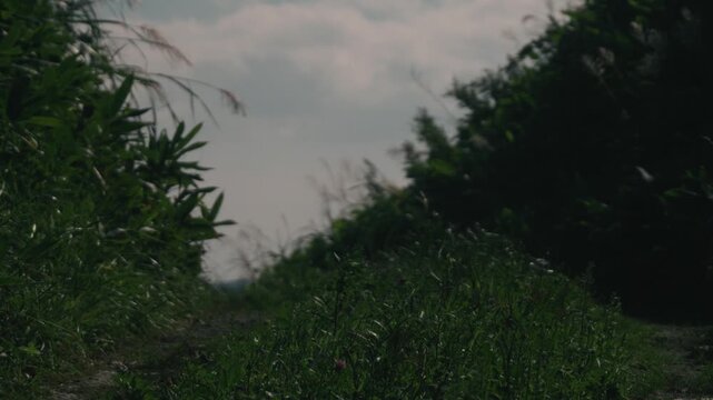 A rutted road climbing through a cut slope lined with bamboo grass
