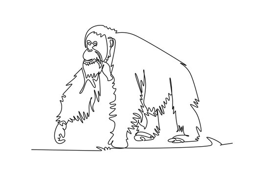 Single one line drawing a wild orangutan animal walking on all fours, portraying tropical rainforest wildlife, endangered species conservation. Continuous line draw design graphic vector illustration