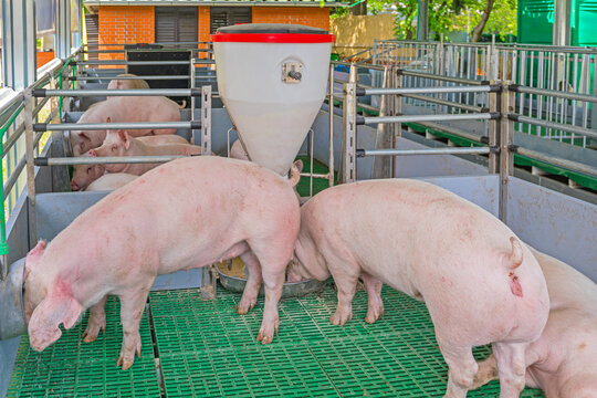 Big Pigs Automated Feeding at Modern Farm