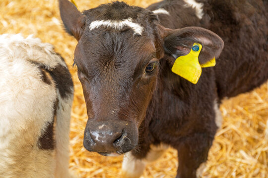 Small Black Calf Cow With Yellow Ear Tag at Animal Farm Close up