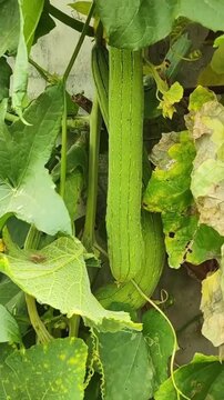 Luffa vegetables