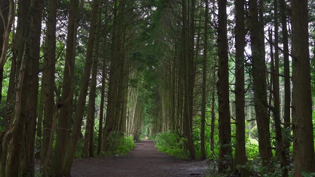 Dense Cedar Forest Trees Lining a Path with Deep Perspective View
(깊은 원근감이 느껴지는 빽빽한 삼나무 숲길과 산책로 풍경)