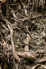 Fototapeta premium Exposed tangled tree roots on eroded soil wall texture for nature background and botanical texture design