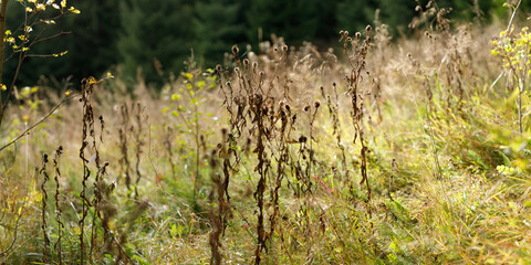 Obraz premium Meadow closeup with dried wild grasses and seedheads in golden light for nature background and botanical texture design