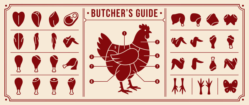 Butcher guide meat cuts diagram. Chicken, beef, pork, lamb, veal cuts. Butchery guide with knife icons. Vintage illustration for restaurants, grocery stores, educational materials. Vector illustration
