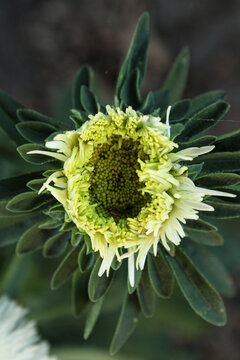 Macro top view of a cream and green flower bud beginning to bloom, showing detailed petal textures and symmetrical leaf arrangement in soft daylight