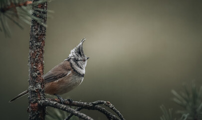 Crested tit (Lophophanes cristatus) sits on a tree branch in a forest. Soft light filters through the trees above. © Juha Saastamoinen