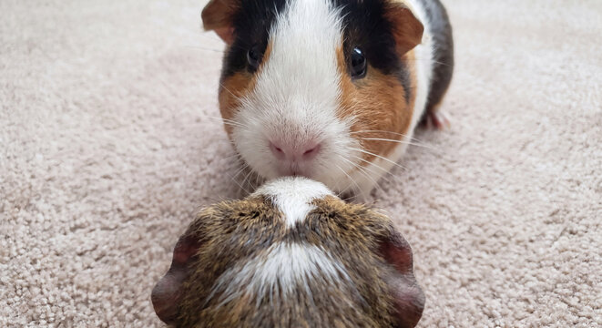 Frontal angle of two adorable fluffy guinea pigs sitting on a neutral carpet and looking attentively upward toward the camera indoors