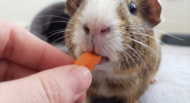 Detailed macro view of a person feeding a piece of fresh orange carrot to an adorable pet guinea pig biting healthy vegetable food indoors