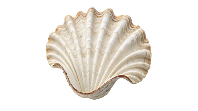 Natural white spiral scallop seashell marine ornament isolated on transparent background