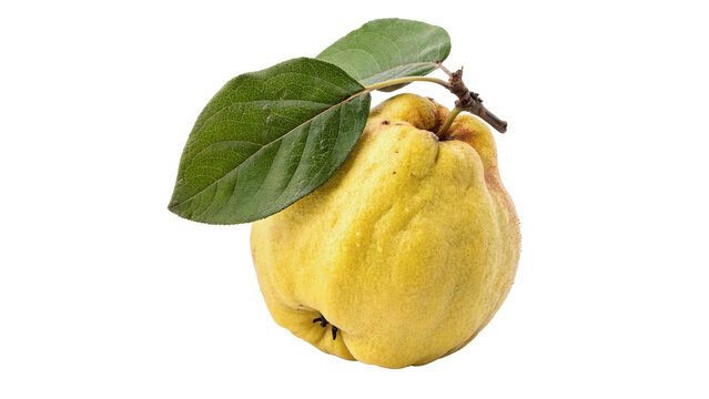 Whole fresh ripe yellow quince fruit crop isolated on transparent background