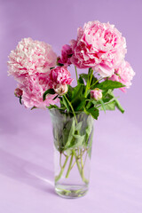 Obraz premium Pink peonies in a clear glass vase against a solid lavender background.