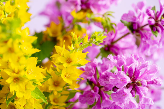 A close-up of vibrant yellow and purple flowers in a soft-focus composition with blurred background.