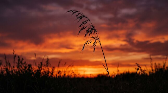 Dramatic landscape silhouette of a single wild grass stalk against a vibrant fiery sunset sky with intense orange and purple storm clouds for atmospheric nature background