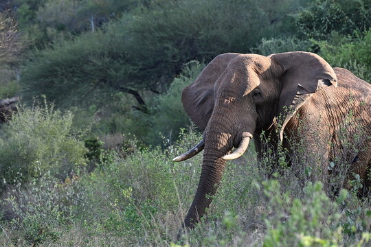 African elephants are members of the genus Loxodonta comprising two living elephant species, the African bush elephant (L. africana)
