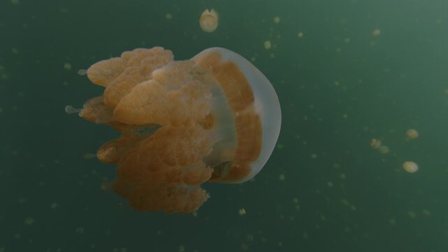 The spotted jellyfish (Mastigia papua) or Papuan jellyfish moves in the marine lake against the sun. The species were isolated to the marine lake and underwent various adaptations