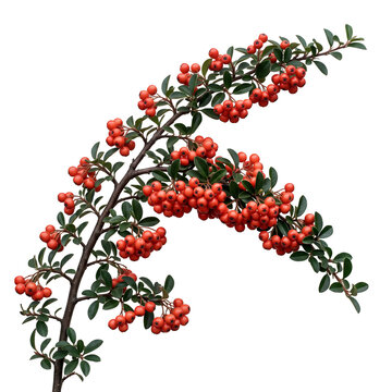 Cotoneaster branch with vivid coral berries and evergreen foliage for winter garden and seasonal design concepts.