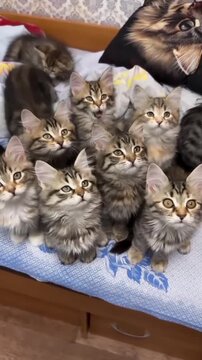 Adorable fluffy tabby kittens sitting together on a soft bed looking up with curious bright eyes in this charming animal video footage clip