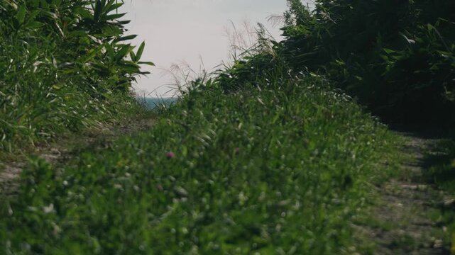 A Rutted Road Climbing Through a Sasa Bamboo-Covered Cutting with a View of the Sea
