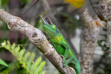 Jackson's Chameleon in a garden in Maui, Hawaii © guillaumedop