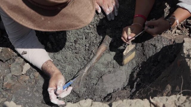 Static top-down shot of two paleontologists delicately unearthing a fossil in dark sediment on the Amazon River banks in Peru using a brush and an awl.