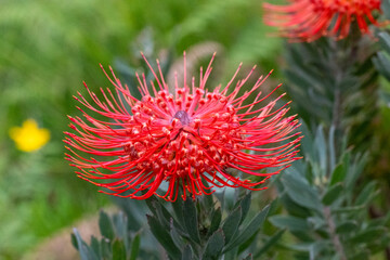 Leucospermum Flower in a garden of Maui, Hawaii © guillaumedop